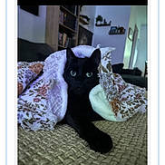 Ozzy is registered to the contest to win money with this photo: animal, black_cat, blanket, cat, comfort, couch, cozy, cute, domestic_animal, furniture, green_eyes, home, indoor, living_room, pattern, pet, relaxing, resting, soft_light, textile