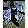 animal, black_cat, blanket, cat, comfort, couch, cozy, cute, domestic_animal, furniture, green_eyes, home, indoor, living_room, pattern, pet, relaxing, resting, soft_light, textile