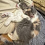 cat, kitten, sleeping, cuddling, fur, paw, blanket, cozy, nap, indoor, pet, domestic_animal, close_up, two_kittens, calico, grey_fur, soft_texture, snuggle, whiskers, cute