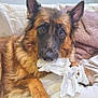 dog, german_shepherd, pet, tissue, chewed_tissue, couch, sofa, blanket, paw, fur, ears, eyes, nose, mouth, portrait, closeup, indoor, cozy, looking_at_camera, household