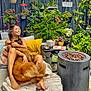 woman, dog, outdoor, garden, plants, flowers, fence, patio, sofa, blanket, pillow, fire_pit, sign, planter, succulent, side_table, drink, box, barefoot, bone_toy