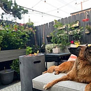 Effy is registered to the contest to win money with this photo: dog, pet, outdoor, patio, couch, cushion, pillow, fire_pit, planter, potted_plant, fence, garden, backyard, cozy, lounging, alert, long_fur, ears_up, greenery, evening_lights