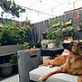 dog, pet, outdoor, patio, couch, cushion, pillow, fire_pit, planter, potted_plant, fence, garden, backyard, cozy, lounging, alert, long_fur, ears_up, greenery, evening_lights