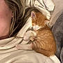 kitten, cat, sleeping_kitten, orange_fur, white_paws, person_partial, hoodie, blanket, couch, cozy, nap, indoor, close_up, pet, fur, snuggle, cute, small_animal, relaxation, home