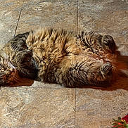 Theoadorable is registered to the contest to win money with this photo: animal, cat, cozy, cute, domestic_animal, feline, fluffy, fur, indoor, mammal, paws, pet, relaxed, resting, sleeping, sunlight, tabby_cat, tail, tile_floor, whiskers