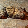 animal, cat, cozy, cute, domestic_animal, feline, fluffy, fur, indoor, mammal, paws, pet, relaxed, resting, sleeping, sunlight, tabby_cat, tail, tile_floor, whiskers