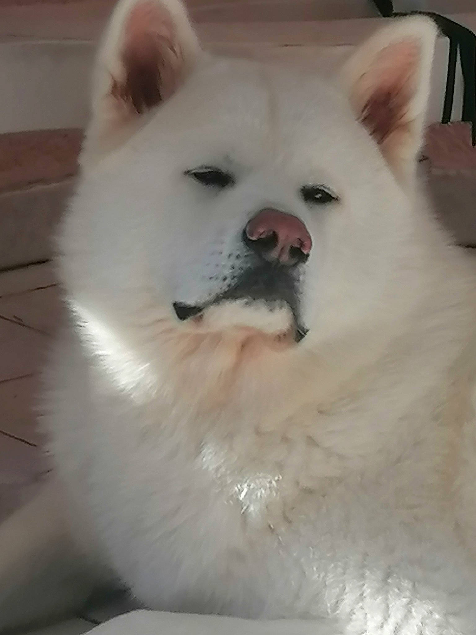 Taïko a rejoint le concours — aidez-le/la à gagner de superbes lots ! ancient_dog_breeds, canidae, carnivore, companion_dog, dog, dog_breed, fang, fur, non_sporting_group, samoyed, snout, spitz, sporting_group, terrestrial_animal, volpino_italiano, whiskers, working_animal, working_dog