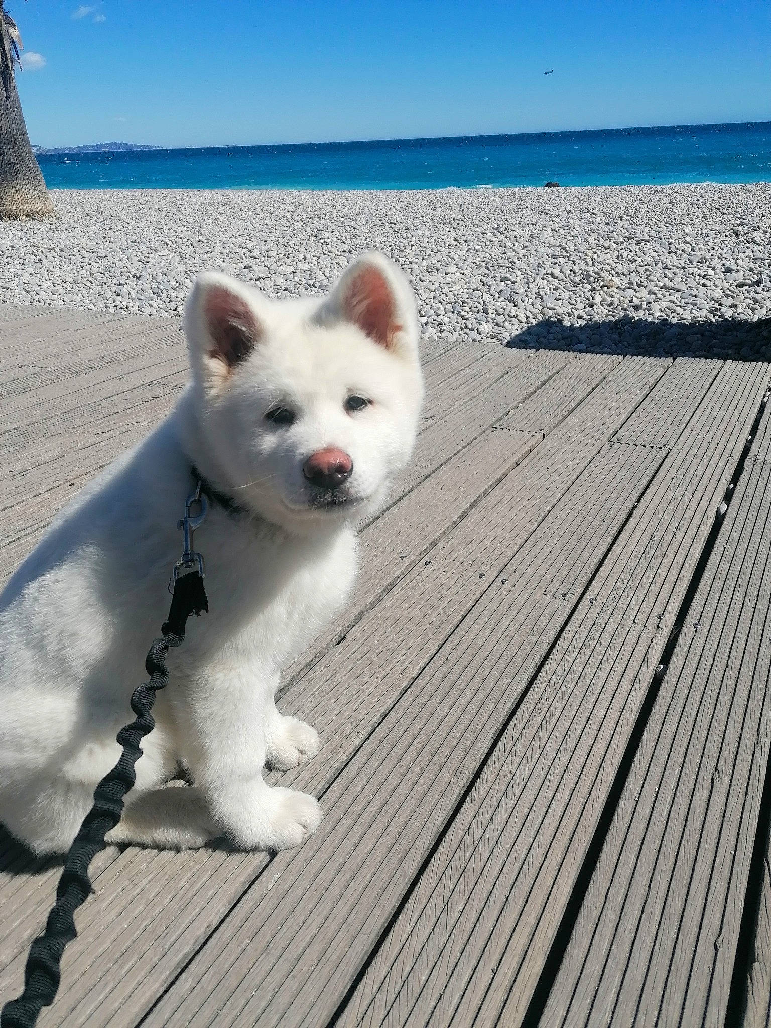 Taïko a rejoint le concours — aidez-le/la à gagner de superbes lots ! blue, canidae, carnivore, companion_dog, deck, dog, dog_breed, hardwood, non_sporting_group, ocean, plank, sky, sporting_group, tail, water, wood, working_animal