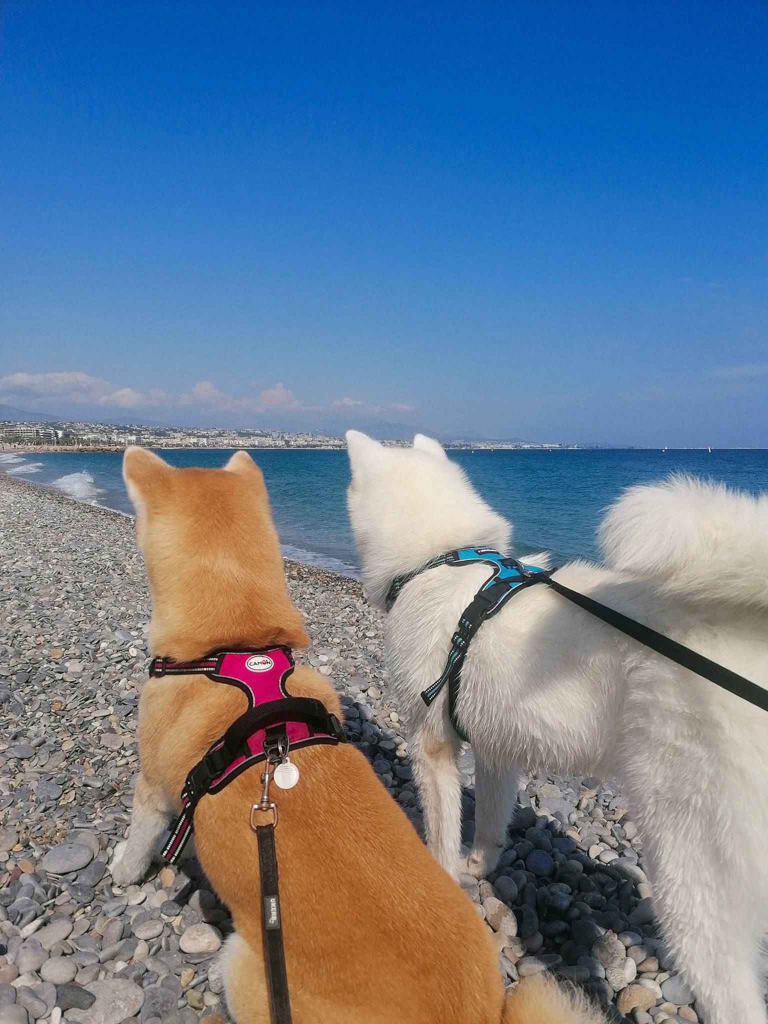 Taïko participe au concours pour gagner de l'argent avec cette photo : beach, canidae, carnivore, collar, companion_dog, dog, dog_breed, dog_collar, dog_supply, fawn, fun, human_leg, liquid, ocean, pet_supply, sky, sporting_group, water, wind_wave, working_animal