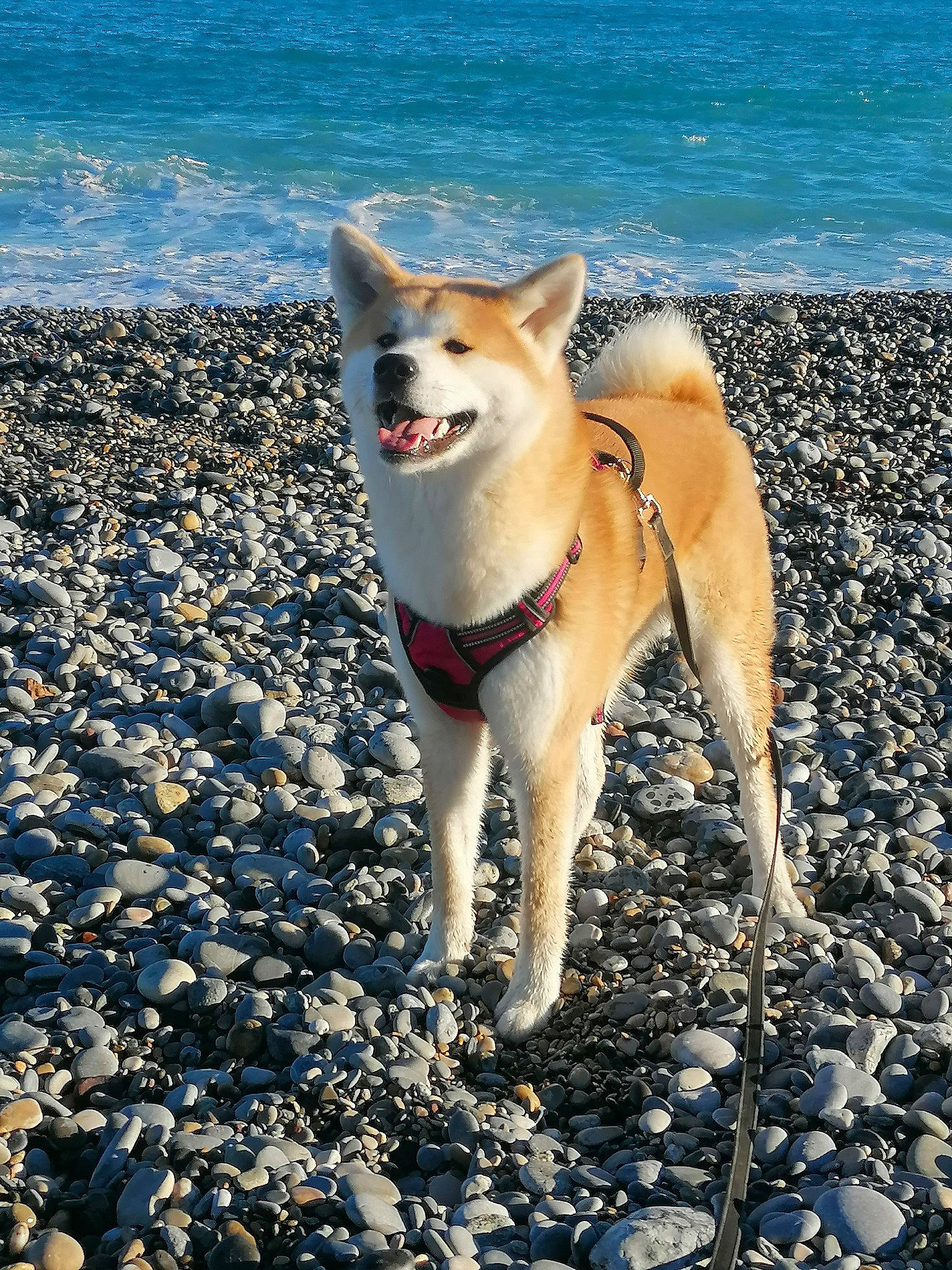 Sayurie a rejoint le concours — aidez-le/la à gagner de superbes lots ! ancient_dog_breeds, beach, canidae, carnivore, collar, companion_dog, corgi_chihuahua, dog, dog_breed, dog_collar, fawn, ocean, pebble, sand, soil, sporting_group, tail, water, working_animal, working_dog