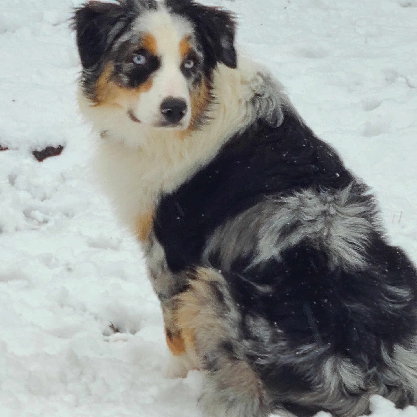 Murphy is registered to the contest to win money with this photo: animal, australian_shepherd, blue_eyes, canine, cold, cute, dog, fluffy, fur, furry, landscape, mammal, nature, outdoor, pet, portrait, sitting, snow, watching, winter