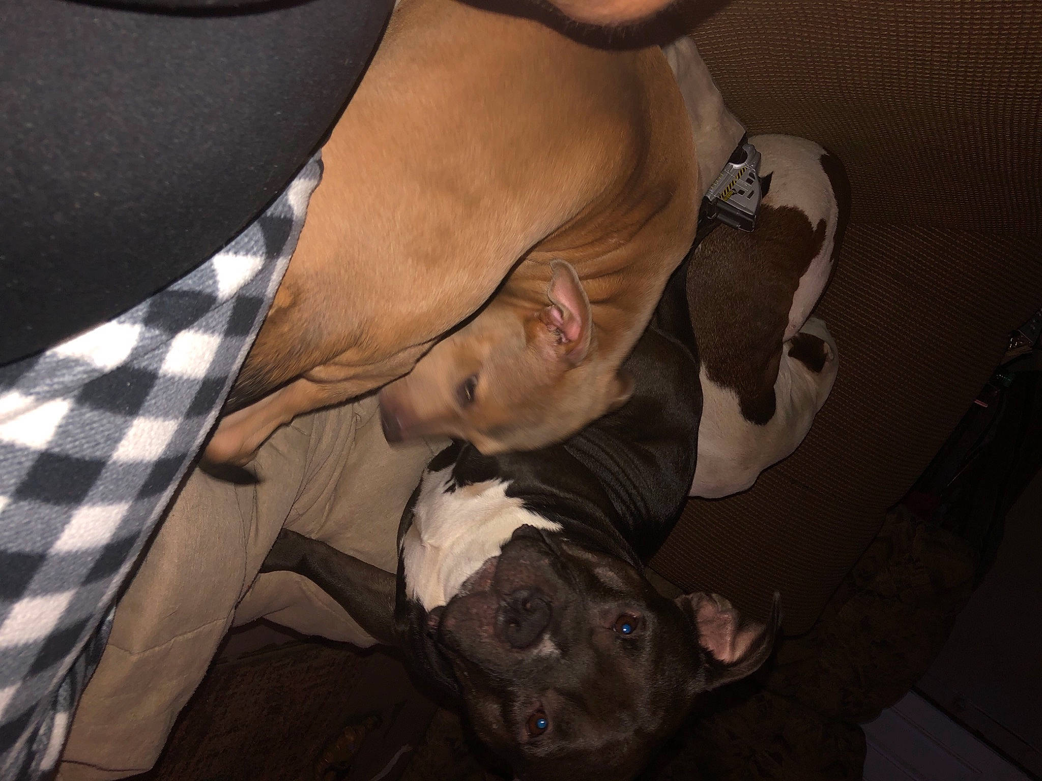 Gauge joined the competition — help win amazing prizes! american_bulldog, american_pit_bull_terrier, canidae, carnivore, dog, dog_breed, fawn, non_sporting_group, pit_bull, sporting_group