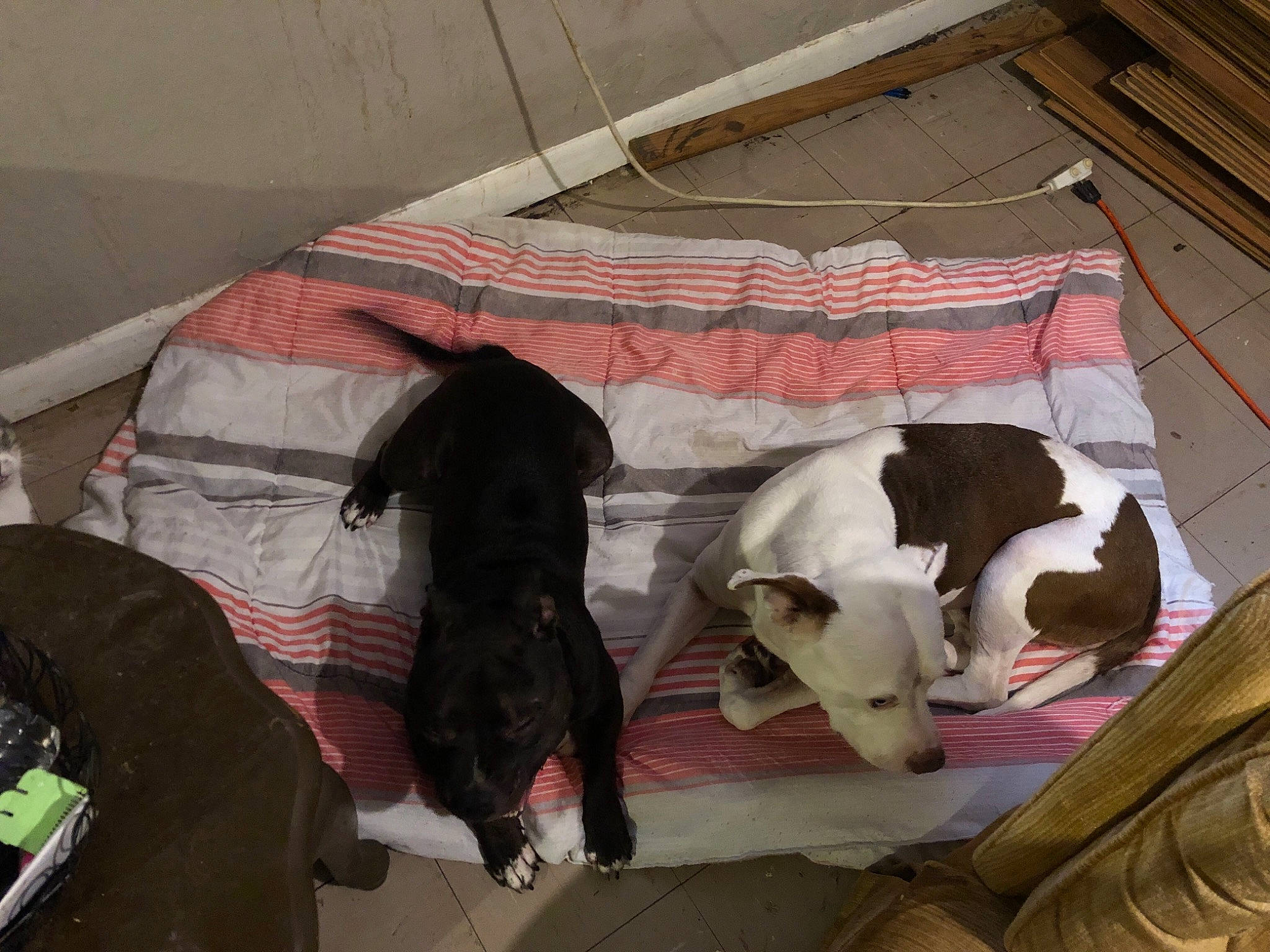 Gauge joined the competition — help win amazing prizes! canidae, carnivore, companion_dog, dog, dog_breed, fawn, non_sporting_group, sporting_group