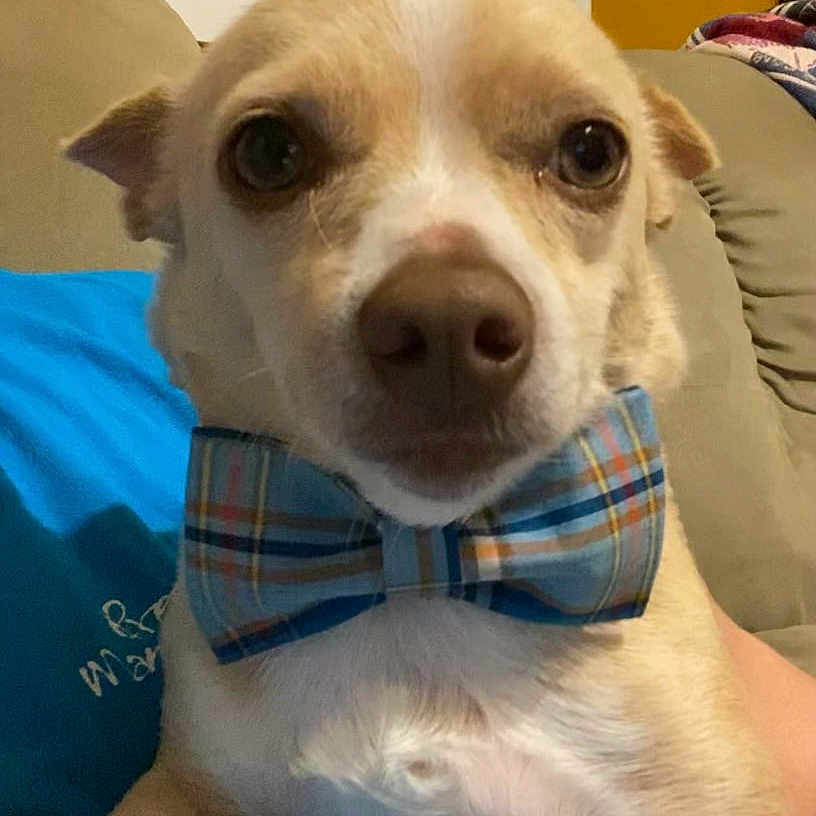 Popi is registered to the contest to win money with this photo: accessories, animal, bowtie, canine, chihuahua, couch, cushion, dog, face, formalwear, furniture, head, homedecor, hound, person, pet, photography, portrait, puppy, tie