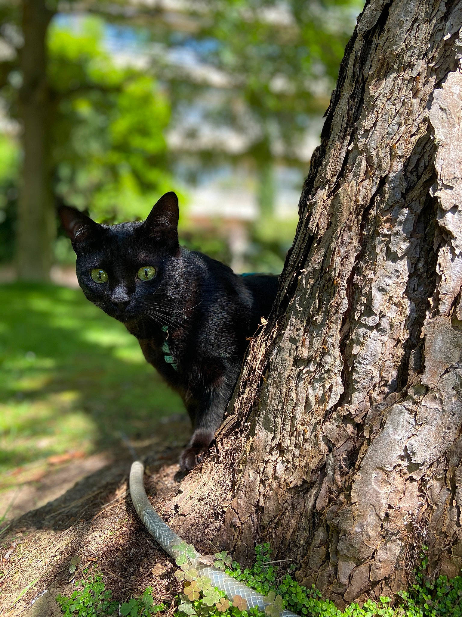 Cleopatre participe au concours pour gagner de l'argent avec cette photo : asian, black_cat, branch, carnivore, cat, domestic_short_haired_cat, felidae, german_rex, plant, small_to_medium_sized_cats, tail, tree, trunk, whiskers