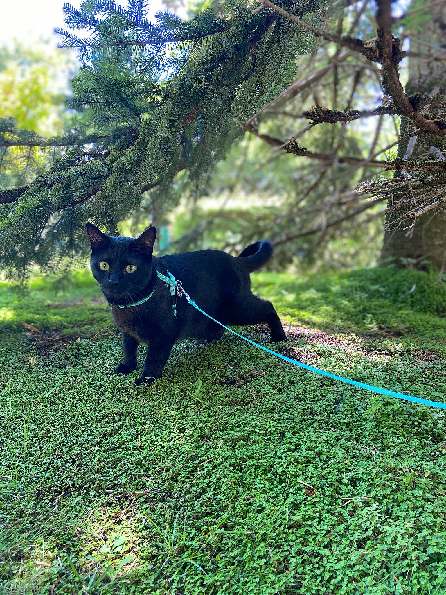 Cleopatre a rejoint le concours — aidez-le/la à gagner de superbes lots ! black_cat, black_norwegian_elkhound, bombay, canidae, carnivore, cat, dog, dog_breed, felidae, grass, green, leash, mammal, non_sporting_group, plant, schipperke, sporting_group, tail, tree, vertebrate