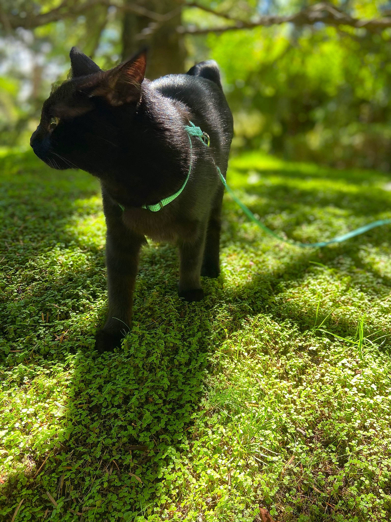 Cleopatre a rejoint le concours — aidez-le/la à gagner de superbes lots ! canidae, carnivore, cat, dog, dog_breed, fawn, felidae, grass, green, lawn, mammal, non_sporting_group, plant, snout, sporting_group, tail, vertebrate