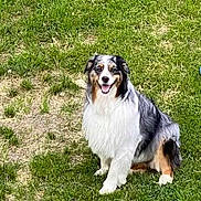 Meeko joined the competition — help win amazing prizes! dog, australian_shepherd, grass, outdoor, pet, frisbee, playing, happy, sitting, canine, animal, nature, fur, smiling, greenery, park, sunny, leisure, companion, friendly