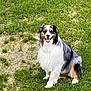 dog, australian_shepherd, grass, outdoor, pet, frisbee, playing, happy, sitting, canine, animal, nature, fur, smiling, greenery, park, sunny, leisure, companion, friendly