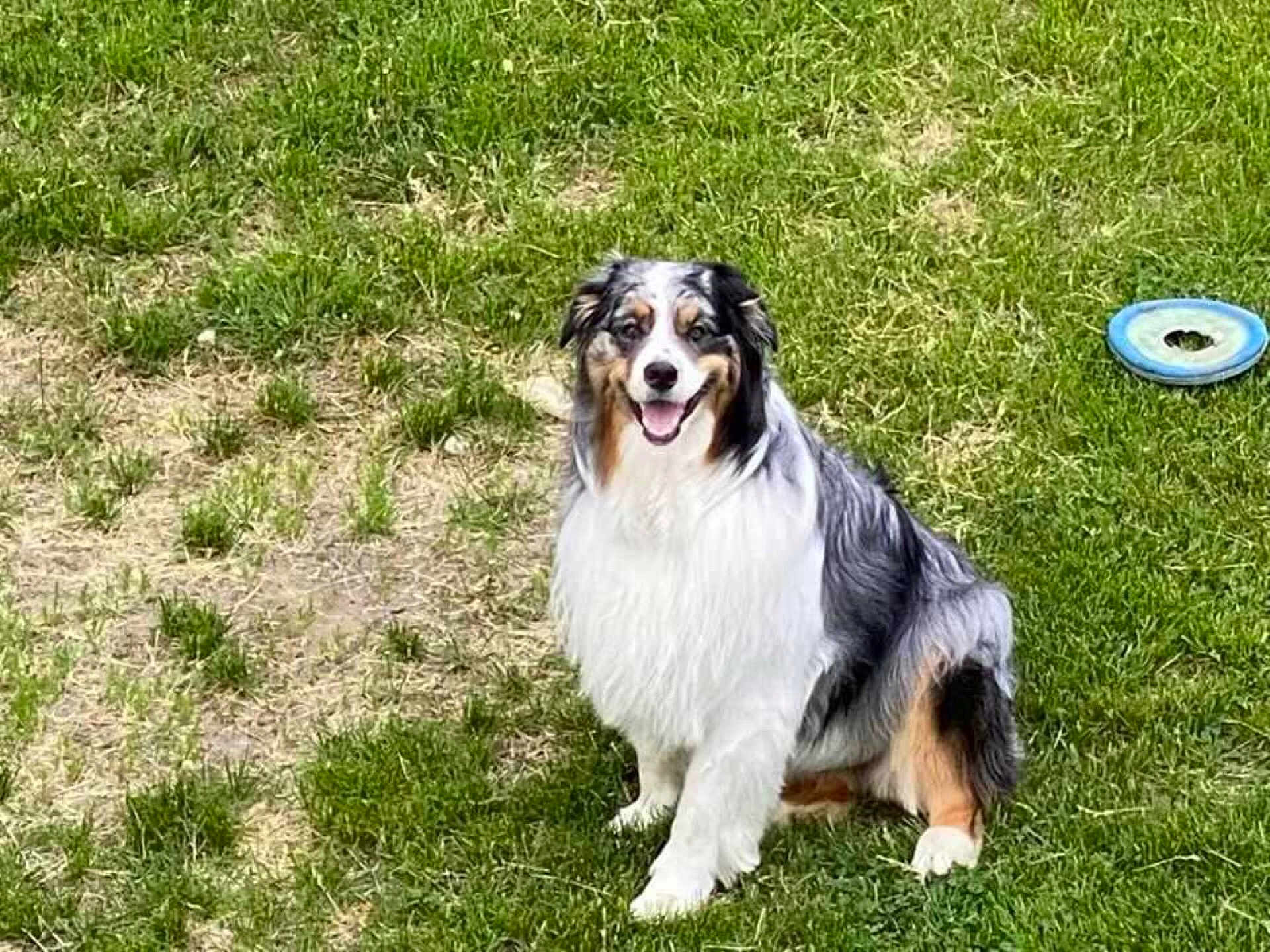 Meeko joined the competition — help win amazing prizes! dog, australian_shepherd, grass, outdoor, pet, frisbee, playing, happy, sitting, canine, animal, nature, fur, smiling, greenery, park, sunny, leisure, companion, friendly