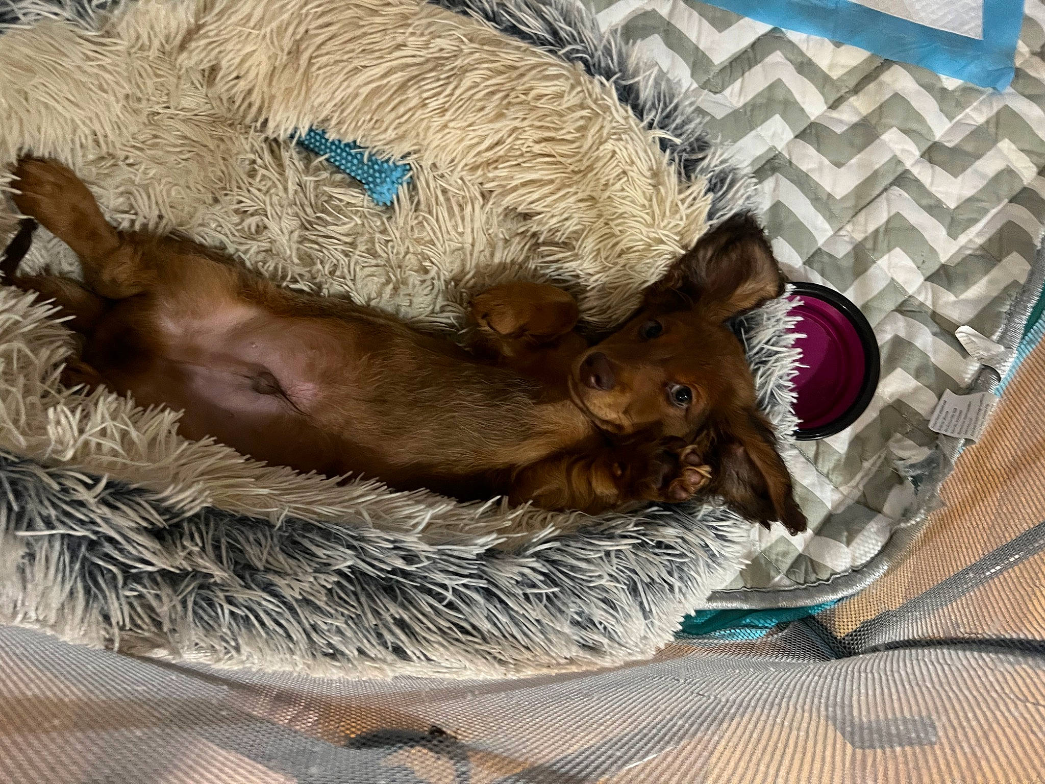 Finneas joined the competition — help win amazing prizes! canidae, carnivore, comfort, companion_dog, dog, dog_breed, fawn, fur, liver, nap, sporting_group, tableware, terrestrial_animal, working_animal