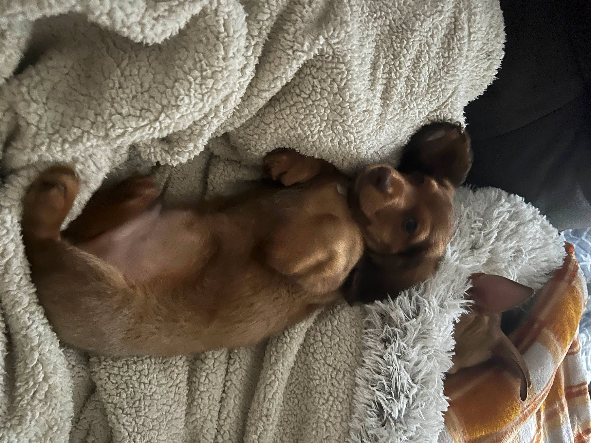 Finneas joined the competition — help win amazing prizes! bed, bedding, bedtime, blanket, chest, child, comfort, dog, dress, ear, fawn, fur, hand, human_leg, linens, nap, room, sleep, tree, wood