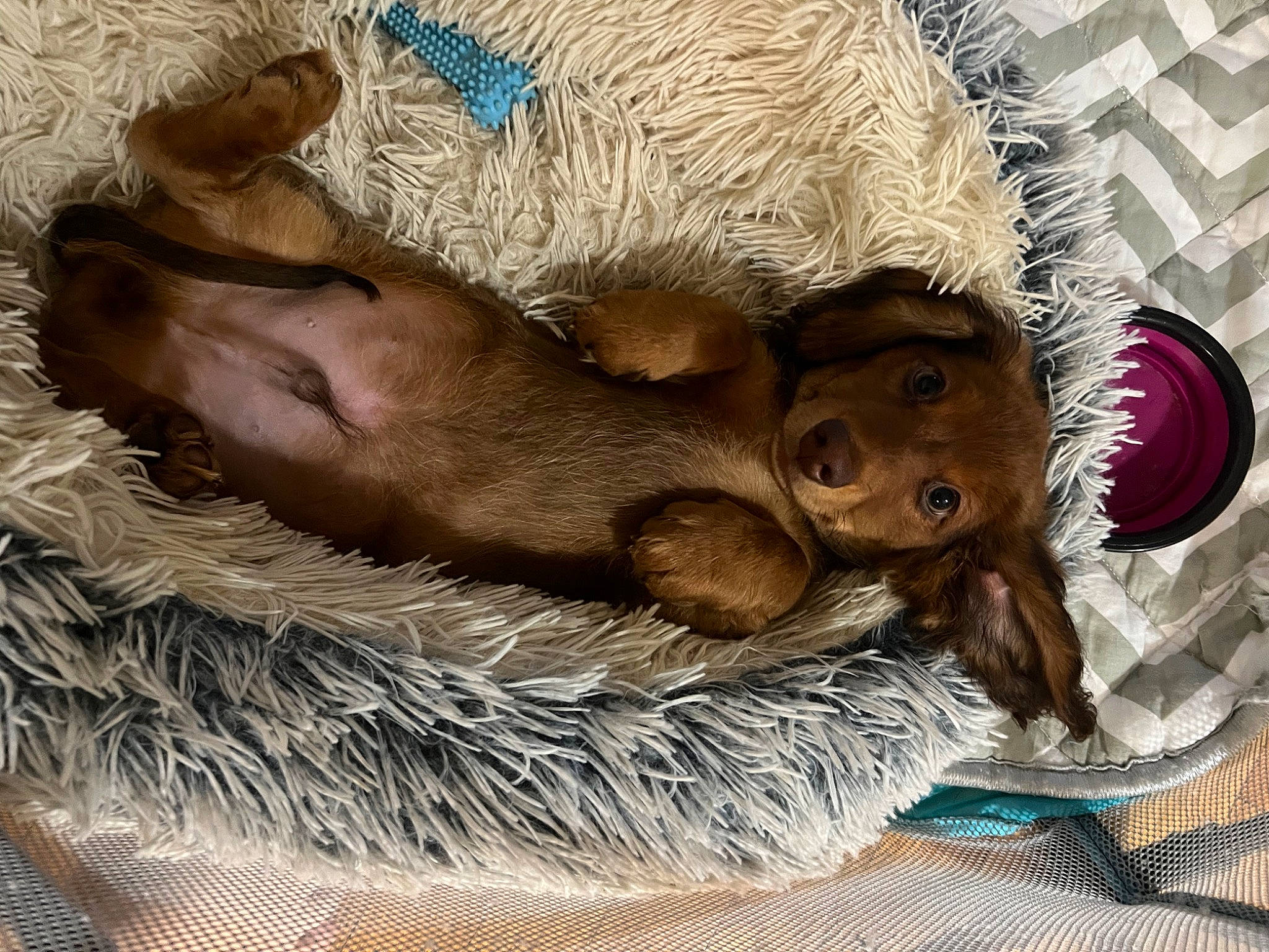 Finneas joined the competition — help win amazing prizes! art, canidae, comfort, companion_dog, corgi_chihuahua, dog_breed, fawn, fur, liver, nap, orangutan, painting, paw, snout, sporting_group, terrestrial_animal, toy, whiskers, wildlife, working_animal