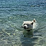 Taïgo a rejoint le concours — aidez-le/la à gagner de superbes lots ! animal, beach, canine, clear_water, dog, happy, nature, ocean, outdoor, pet, playful, sea, seascape, stick, summer, sunlight, swimming, water, waves, white_dog
