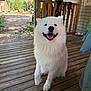 animal, canine, closeup, daylight, dog, fence, fluffy, happy, house, leashes, nature, outdoor, pet, porch, samoyed, sitting, smiling, trees, white_dog, wooden_floor