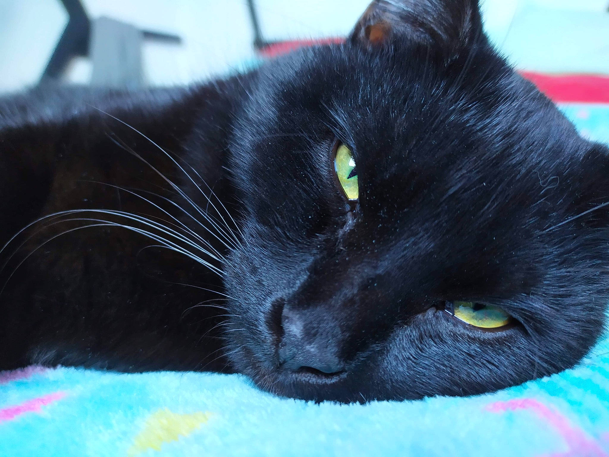 Choubaka participe au concours pour gagner de l'argent avec cette photo : black, black_cat, bombay, burmese, carnivore, cat, domestic_short_haired_cat, eye, felidae, fur, korat, mammal, small_to_medium_sized_cats, snout, vertebrate, whiskers