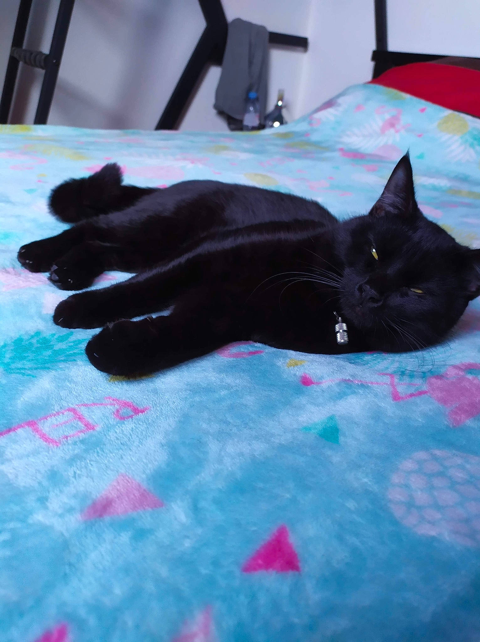 Choubaka participe au concours pour gagner de l'argent avec cette photo : black, black_cat, bombay, carnivore, cat, claw, domestic_short_haired_cat, felidae, finger, hand, kitten, korat, pink, polydactyl_cat, small_to_medium_sized_cats, tail, whiskers