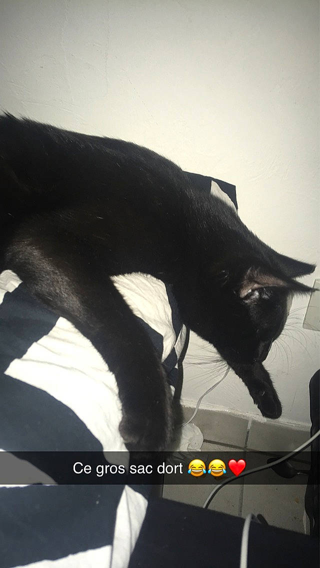 Choubaka a rejoint le concours — aidez-le/la à gagner de superbes lots ! black, black_cat, carnivore, cat, felidae, leg, small_to_medium_sized_cats, tail, whiskers