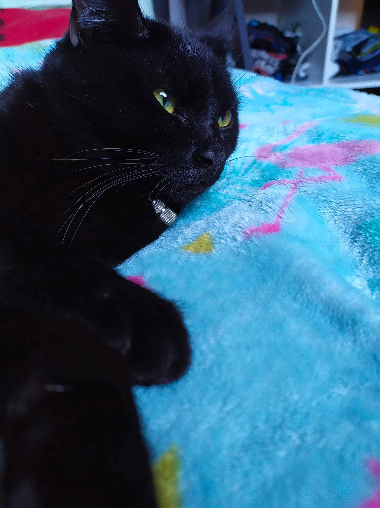 Choubaka participe au concours pour gagner de l'argent avec cette photo : black, black_cat, bombay, carnivore, cat, domestic_short_haired_cat, eye, felidae, fur, mammal, polydactyl_cat, small_to_medium_sized_cats, snout, tail, whiskers