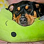 dog, close_up, resting, pillow, plush, green, cute, pet, animal, bed, relaxed, indoors, face, expression, brown_eyes, black_fur, snout, cozy, comfort, tongue