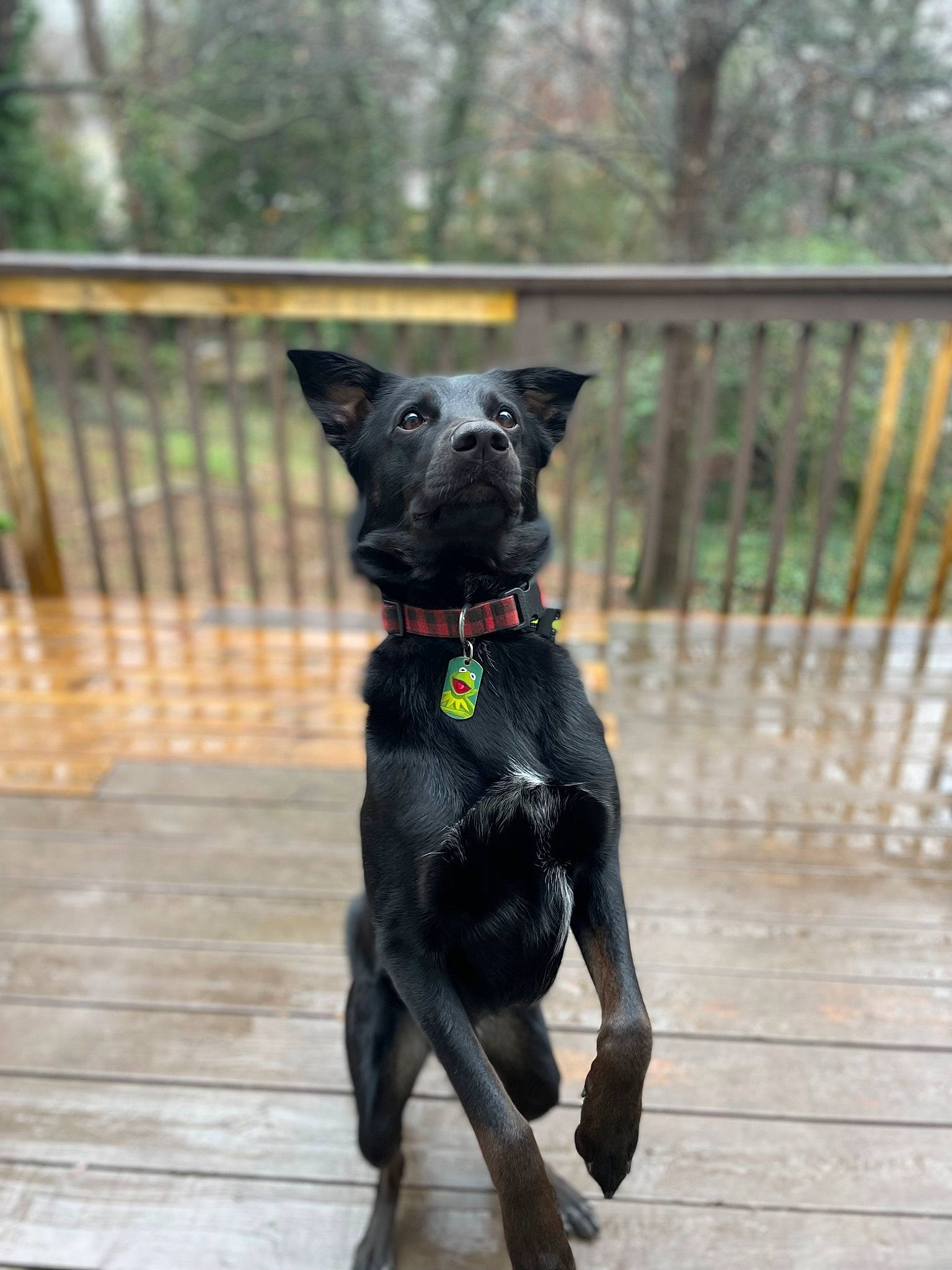 Ace is registered to the contest to win money with this photo: borador, canidae, carnivore, collar, companion_dog, dog, dog_breed, dog_collar, dog_supply, fawn, fence, guard_dog, leash, pet_supply, snout, sporting_group, tail, tree, wood, working_animal