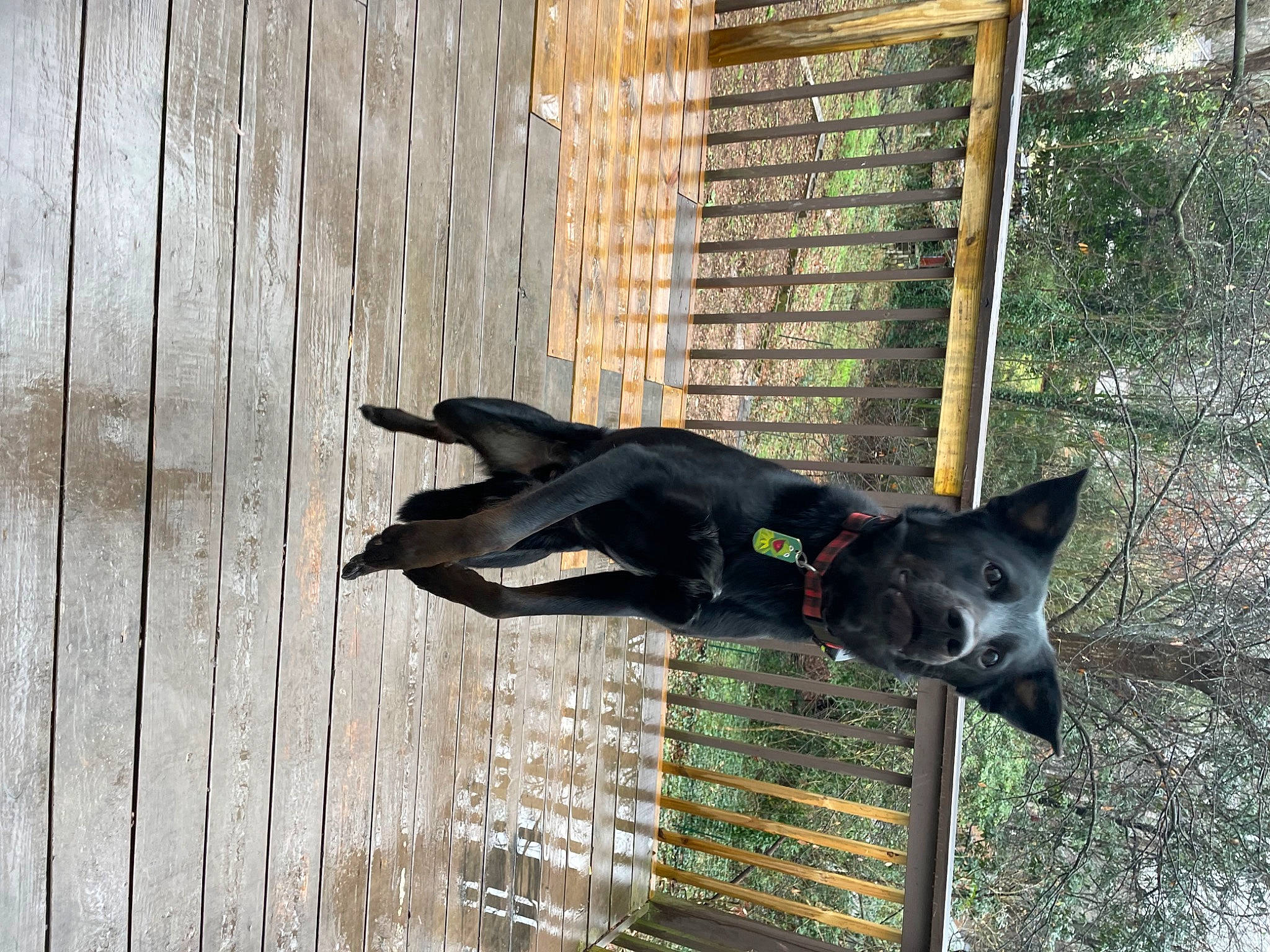 Ace is registered to the contest to win money with this photo: art, canidae, carnivore, dog, dog_breed, grass, guard_dog, hardwood, non_sporting_group, plant, sculpture, snout, sporting_group, tail, terrestrial_animal, tree, window, wood, working_animal, working_dog