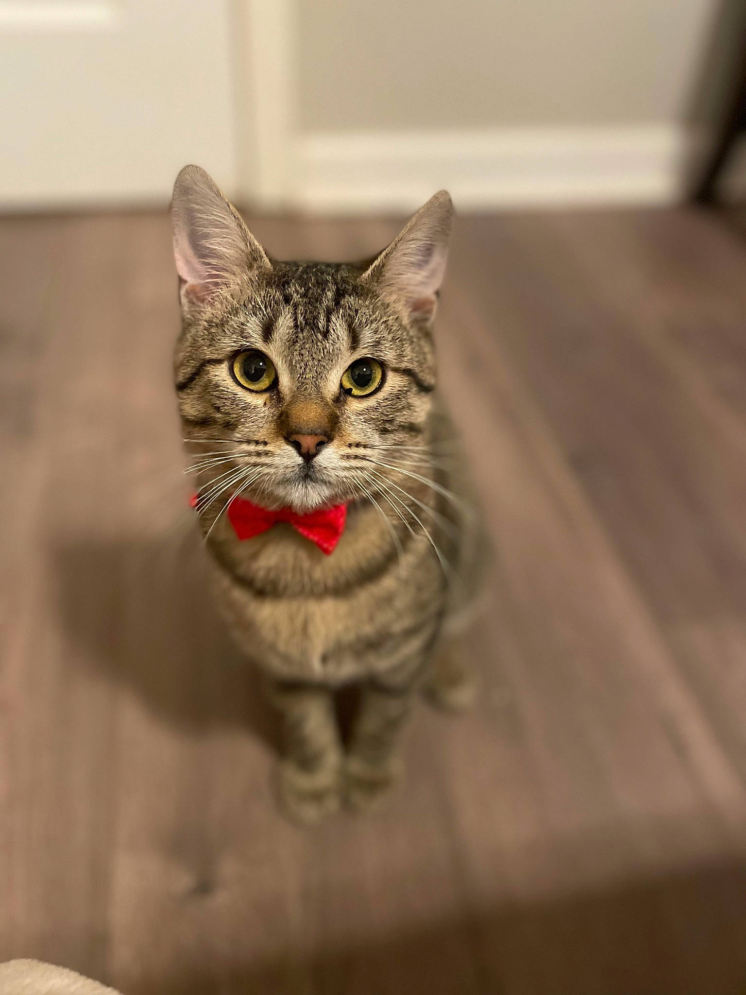 Dax joined the competition — help win amazing prizes! art, carnivore, cat, domestic_short_haired_cat, door, eye, felidae, flooring, fur, grey, hardwood, head, sculpture, small_to_medium_sized_cats, snout, terrestrial_animal, whiskers, wildlife, window, wood