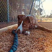 Kylian joined the competition — help win amazing prizes! animal, brown, chain_link_fence, collar, daylight, dog, fence, field, grass, leash, lying_down, nature, outdoor, pet, puppy, quiet, resting, soccer_goal, sunlight, white