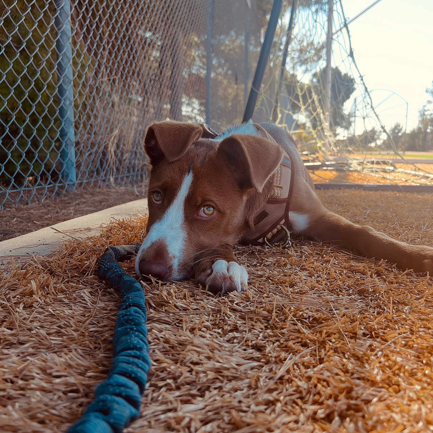 Kylian joined the competition — help win amazing prizes! animal, brown, chain_link_fence, collar, daylight, dog, fence, field, grass, leash, lying_down, nature, outdoor, pet, puppy, quiet, resting, soccer_goal, sunlight, white
