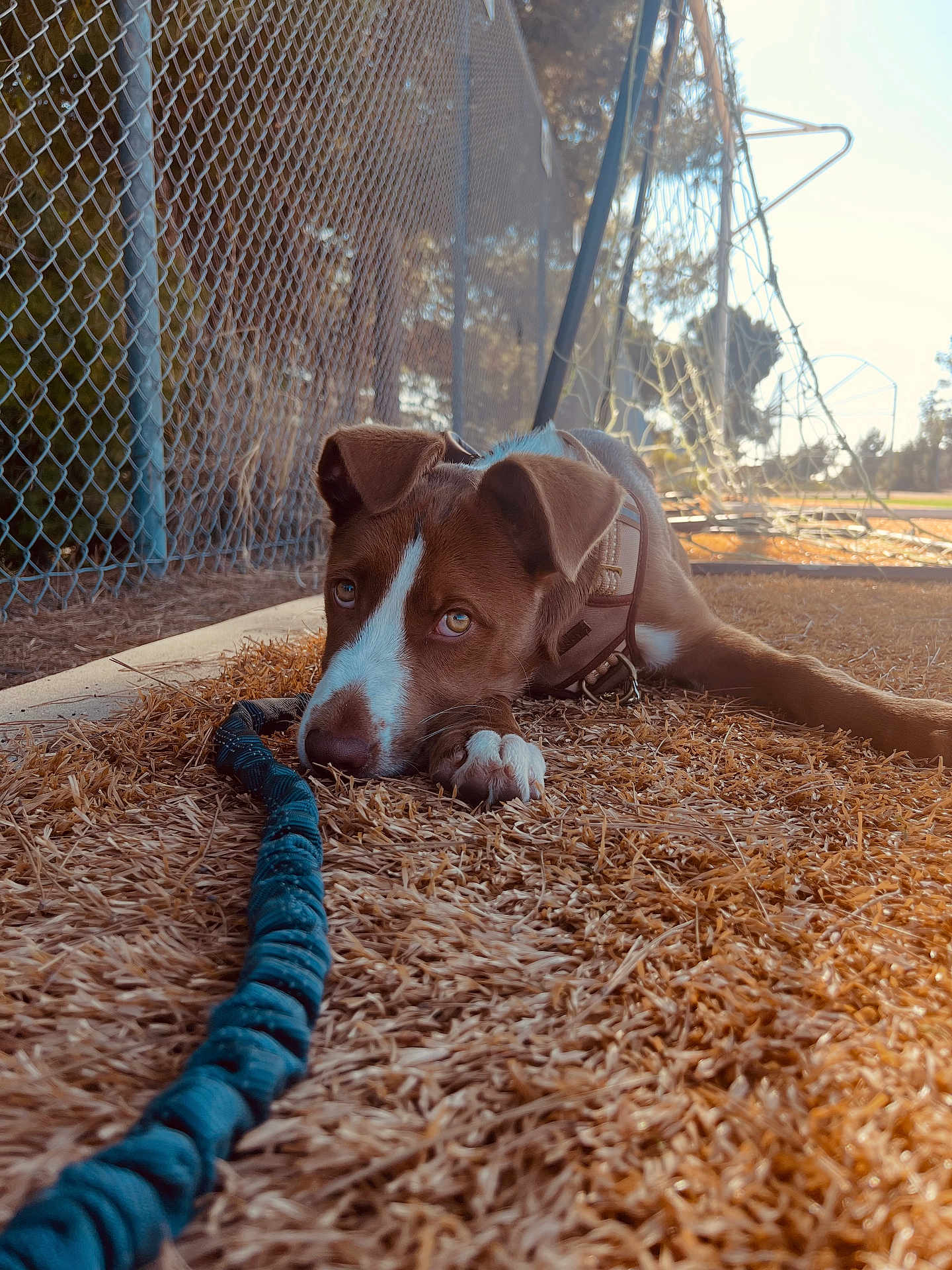 Kylian joined the competition — help win amazing prizes! animal, brown, chain_link_fence, collar, daylight, dog, fence, field, grass, leash, lying_down, nature, outdoor, pet, puppy, quiet, resting, soccer_goal, sunlight, white