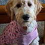 dog, sweater, pink, leopard_print, indoor, carpet, wooden_table, fluffy, pet, cute, canine, fur, knitwear, seated, portrait, animal, fashion, cozy, domestic, mammal
