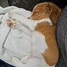 Muggzy is registered to the contest to win money with this photo: animal, blanket, brown, couch, cozy, cute, dog, fur, indoor, leather, peaceful, pet, puppy, relaxing, resting, sleeping, small, snuggled, white, young