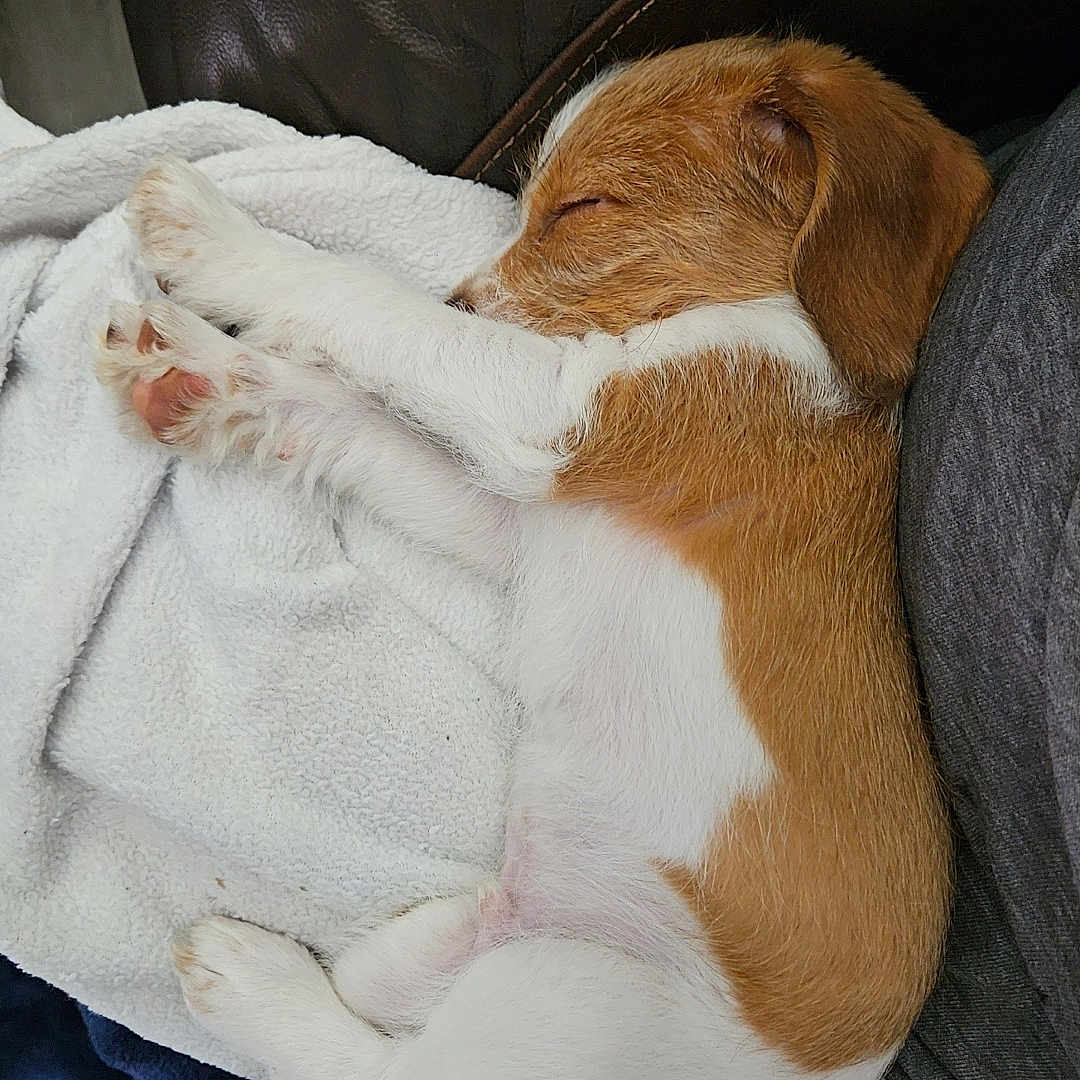 Muggzy is registered to the contest to win money with this photo: animal, blanket, brown, couch, cozy, cute, dog, fur, indoor, leather, peaceful, pet, puppy, relaxing, resting, sleeping, small, snuggled, white, young