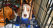 Muggzy joined the competition — help win amazing prizes! animal, blanket, blue_sweater, cage, colorful_blanket, crate, curious, cute, dog, floor, furniture, home, indoor, looking, pet, pet_bedding, plush_toy, puppy, wooden_chair, young_dog