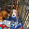 animal, blanket, blue_sweater, cage, colorful_blanket, crate, curious, cute, dog, floor, furniture, home, indoor, looking, pet, pet_bedding, plush_toy, puppy, wooden_chair, young_dog