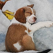 Muggzy joined the competition — help win amazing prizes! adorable, animal, blanket, brown_and_white, cozy, cute, dog, fur, fur_pattern, indoors, peaceful, pet, puppy, relaxing, resting, sleeping, small, snuggling, soft, young_dog