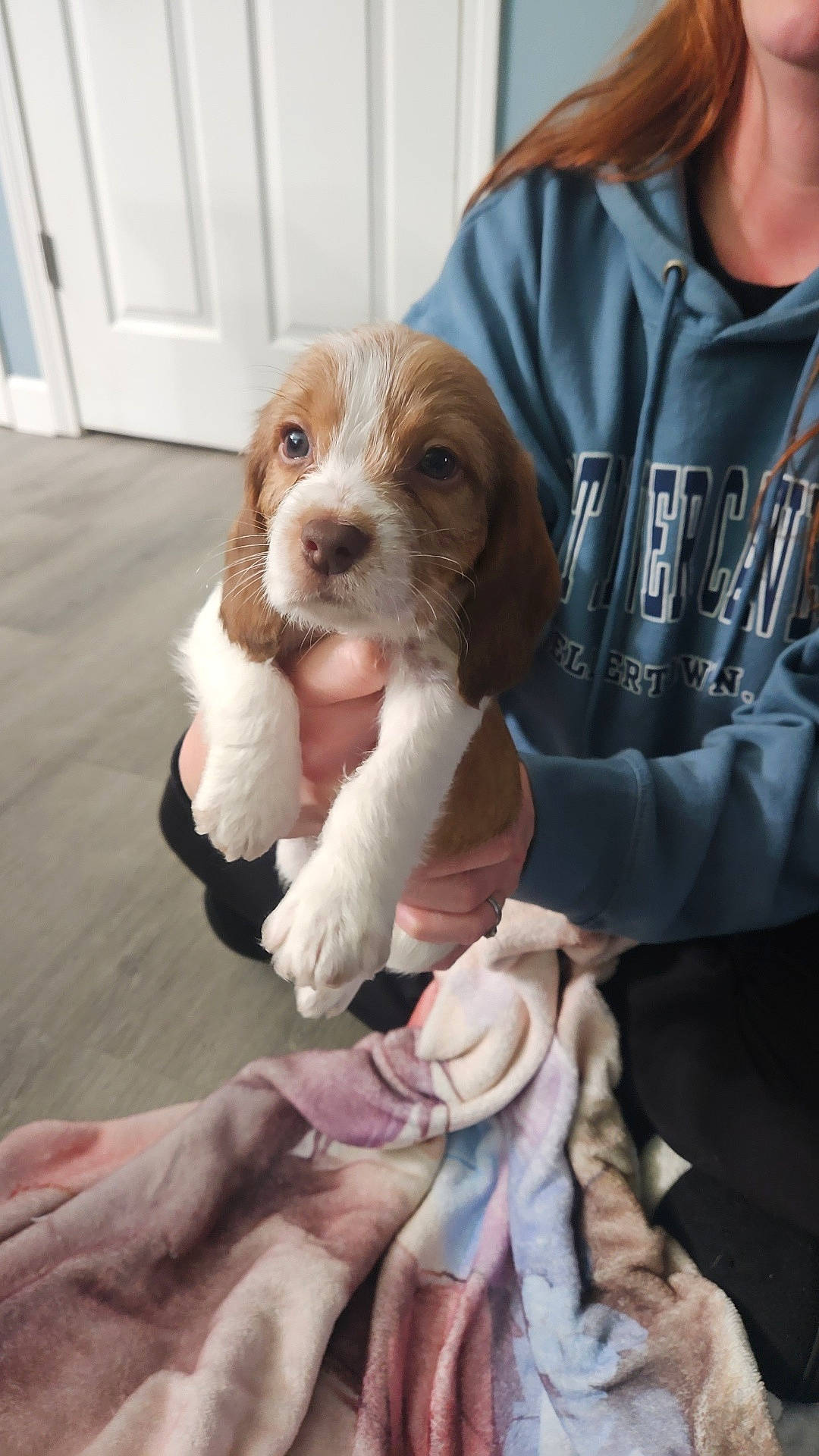 Muggzy joined the competition — help win amazing prizes! animal, blanket, brown_and_white, casual_clothing, cozy, cute, dog, domestic, door, floor, furry, hand, holding, hoodie, indoor, person, pet, puppy, sitting, young_dog