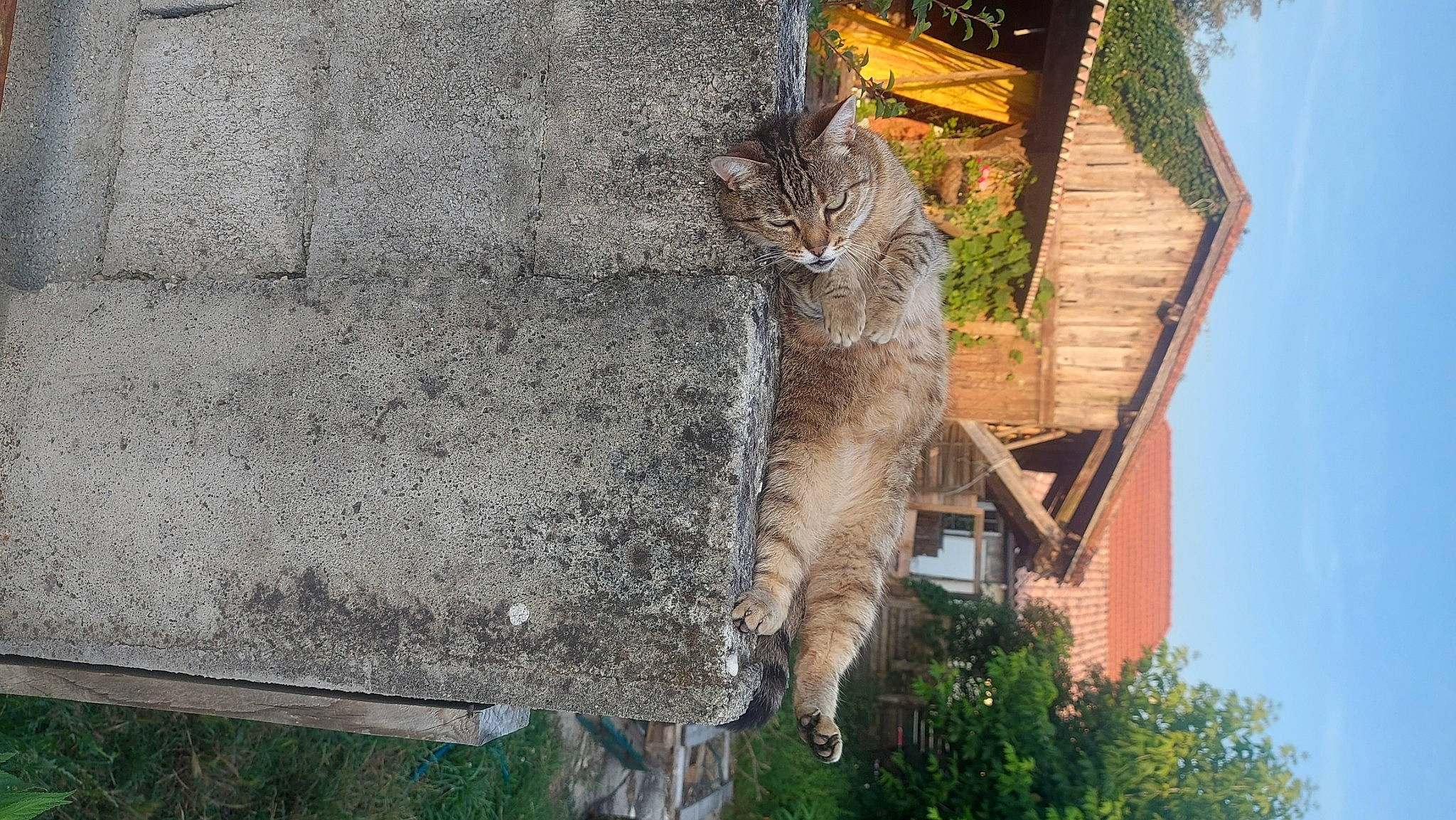 Mya participe au concours pour gagner de l'argent avec cette photo : art, building, carnivore, cat, domestic_short_haired_cat, felidae, grass, grey, house, plant, road_surface, roof, sky, small_to_medium_sized_cats, snout, tail, tree, whiskers, window, wood