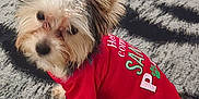 Jax joined the competition — help win amazing prizes! adorable, animal, carpet, companion, curious, cute, dog, domestic_animal, ears, fluffy, friendly, fur, indoor, looking_up, pet, red_shirt, sitting, small_dog, text_on_shirt, young_dog