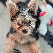 Jax joined the competition — help win amazing prizes! puppy, dog, small_dog, wet_fur, ears, eyes, pet, animal, indoor, carpet, toy, blurred_background, cute, fur, face, looking, sitting, closeup, young, adorable